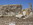 malta, hagar qim, mnajdra,  tempel, ruine, megalithen, megalithbauten, megalithkultur, viktoria, ruine, geheimnisvolle bauten,  megalithic.co.uk, indiana stones, indiana-stones, indiana jones
